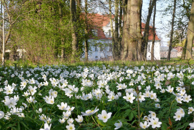 Blumenbeet Schloss Kotelow