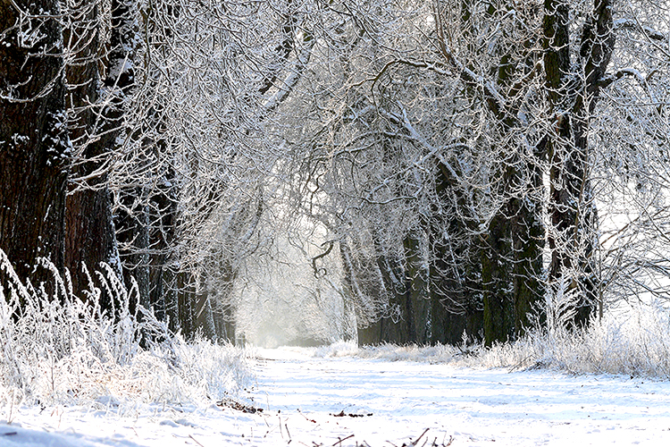 Schneewald