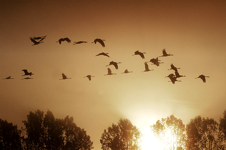 Vögel im Sonnenuntergang