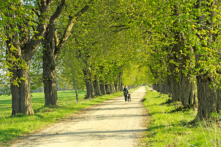 Allee im Frühling